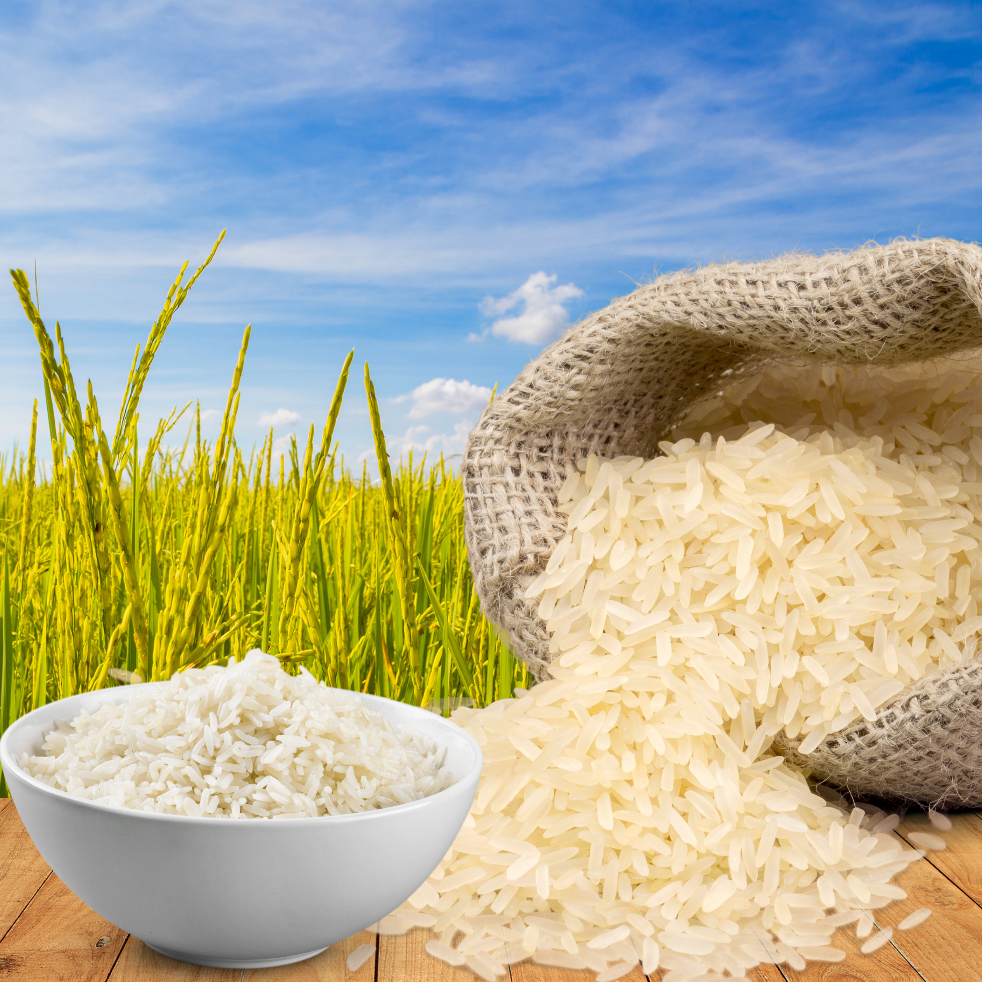 Basmati Rice wholesale A quality